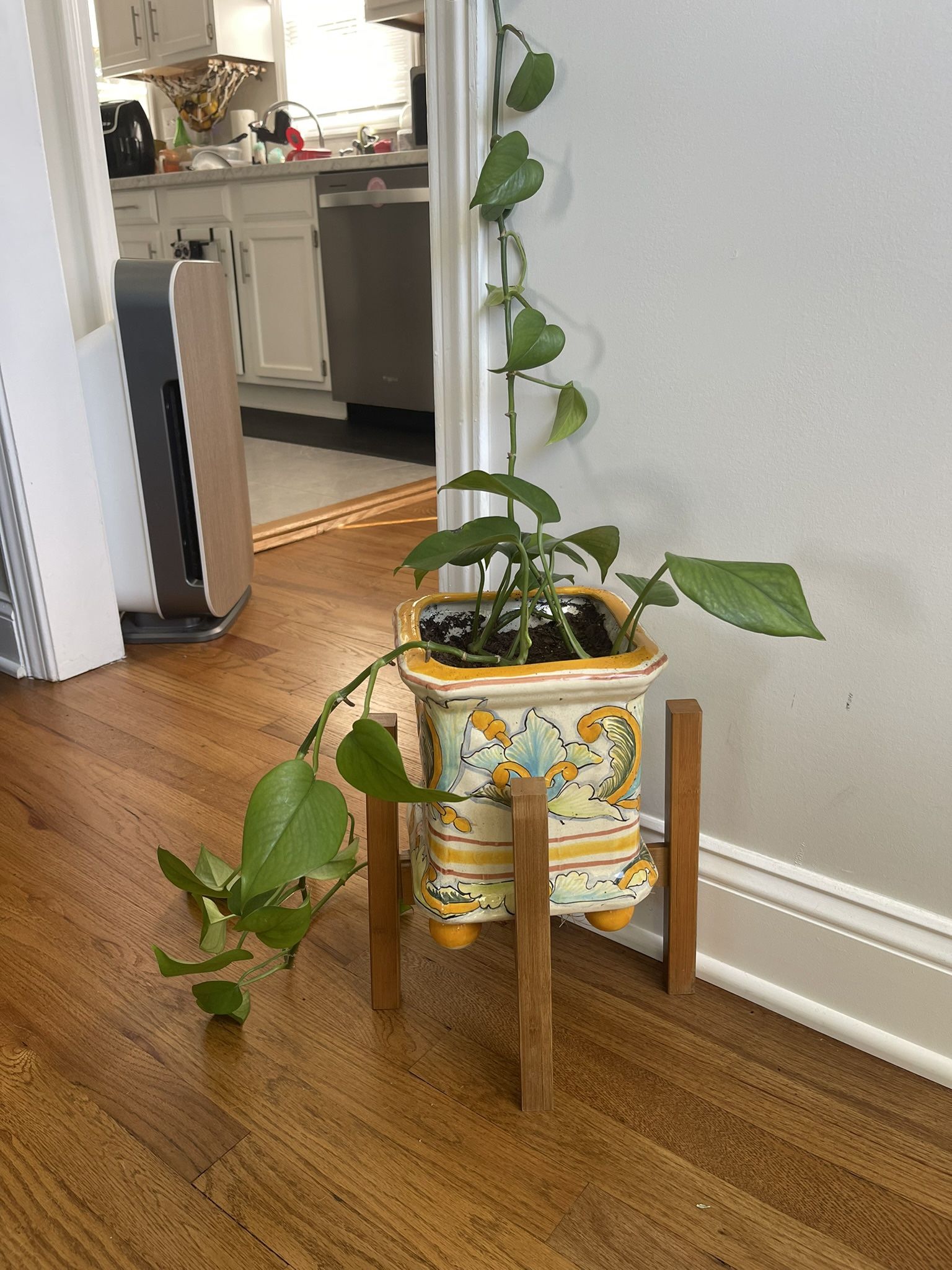 Healthy Long Pothos In Gorgeous Pot