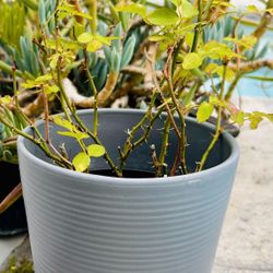 Grey Ceramic Pot With Baby Rose Plant
