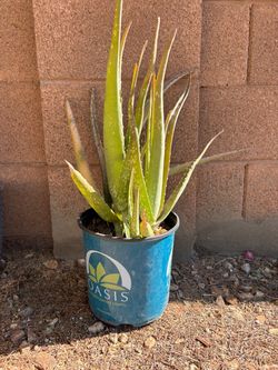 Aloe vera plant