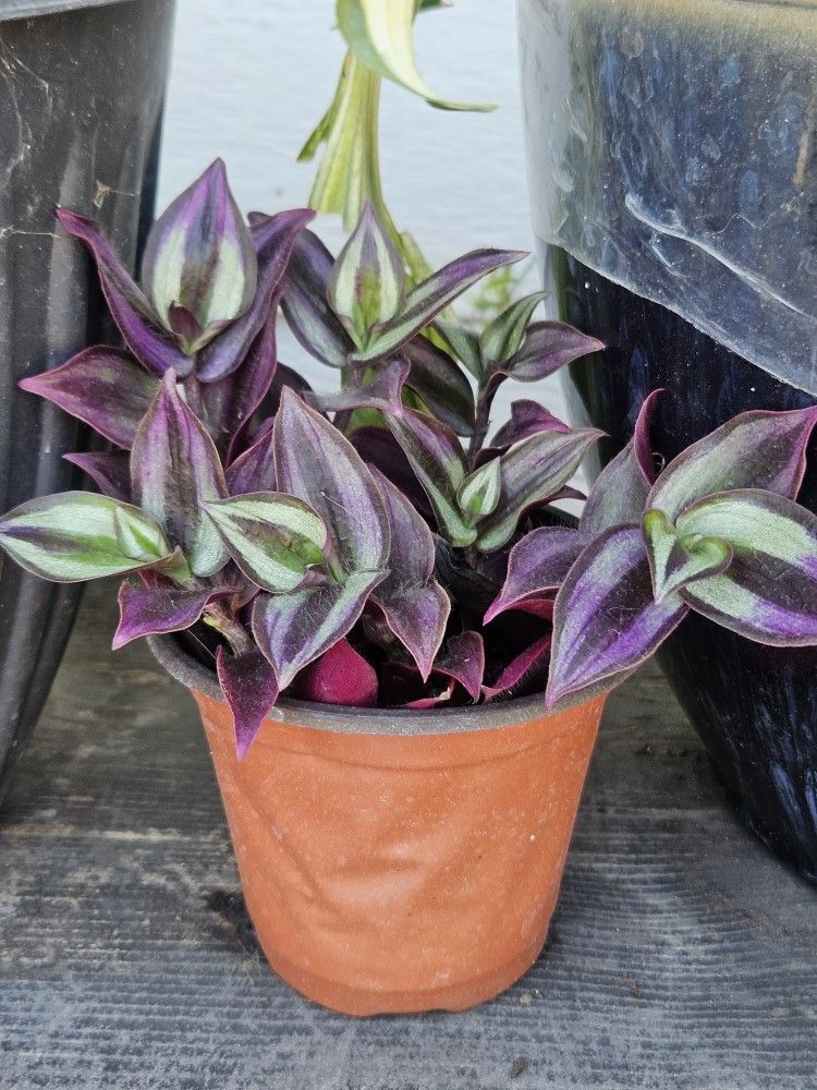 Tradescantia Zebrina Plant