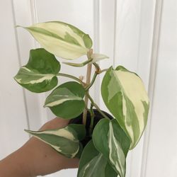 Beautiful Philodendron Rio Sport Plant