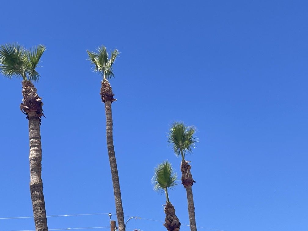palms