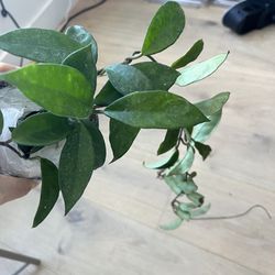 Hoya Carnosa Tricolor Trailing Live Plant in 4” pot 