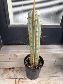 Cactus for sale