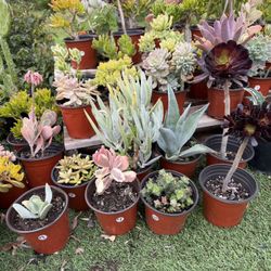  Variety Of Succulents Plants 