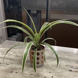 Healthy Reverse Spider Plant in Pretty Autumn Colored Pot