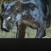 SafariHunterGuy714