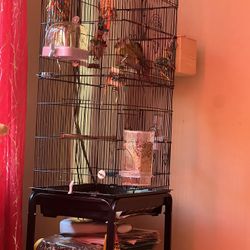 Green cheek conure