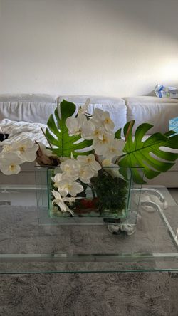 3 plantas de decoración/ 3 decoration plants