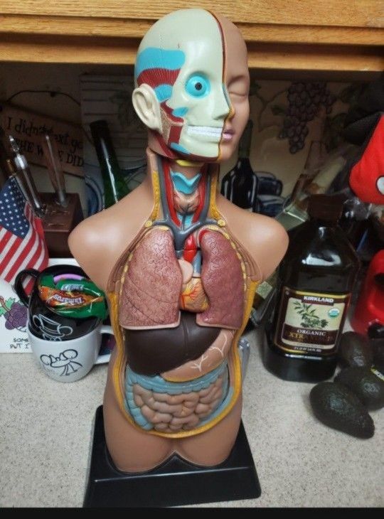 Human Anatomy