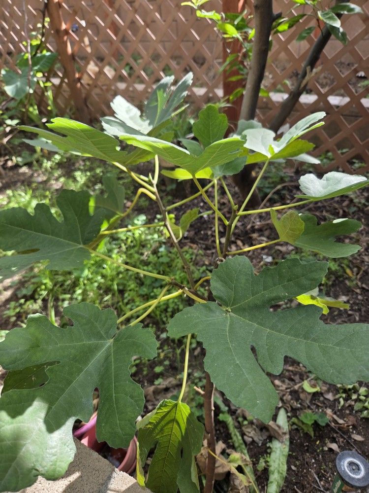 Fig Plant