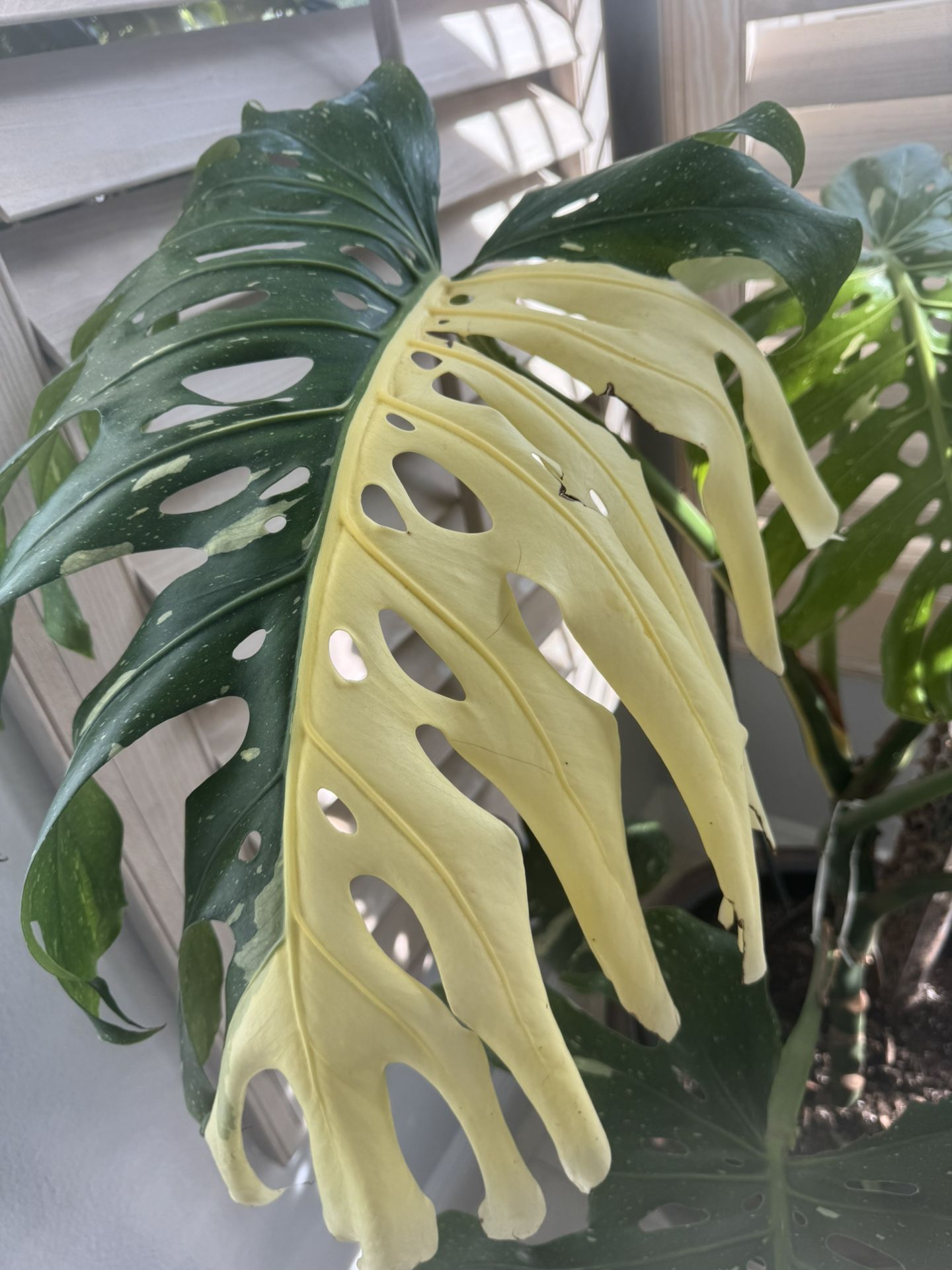 Huge Monstera Thai Constellation Plant