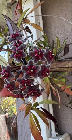 Hoya pubicalyx