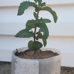 Organic  Peppermint Plants 