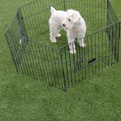 Pet Fence Small Dog 