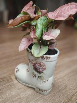 Arrowhead "Pink" In A Decorative Ceramic Boot 