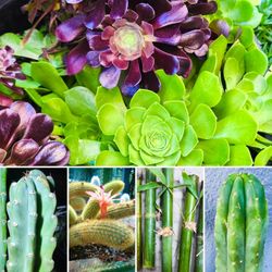 Aeonium Succulents + Cactus + Bamboo! 🪷🌵
