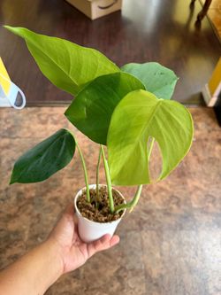 4” monstera sierrana mexican form