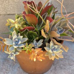 Decoration Suculents Plants Mix 