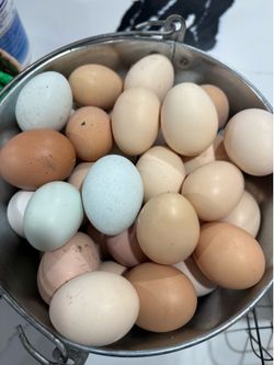 Huevos de Gallina