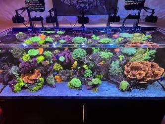 Frags Available 