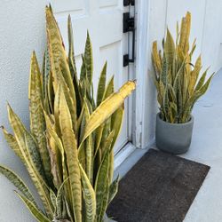 2 Snake Plants in Grey Ceramic Planters