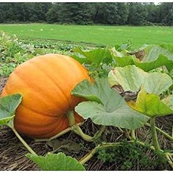 3 Pumpkin Connecticut Organic Live Plants In 4 Inch Pot. 