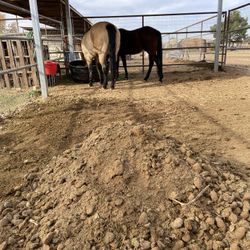 Free Horse Manure/ Get The Garden Ready