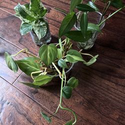 Joy Photos, Brazil, Cebu Blue