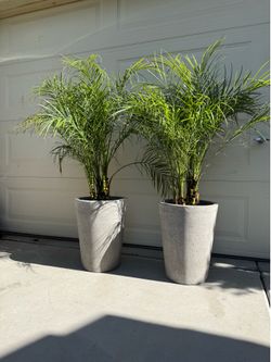 18” tall concrete style resin planters