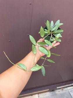 4” hoya silver lady