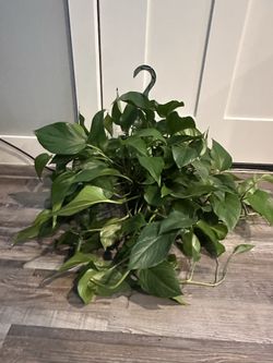 Hanging pothos