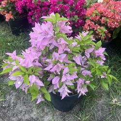 BOUGAINVILLEA PLANT (3 gallon pot) Landscaping and More!