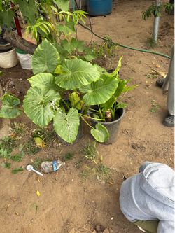 elephant ears