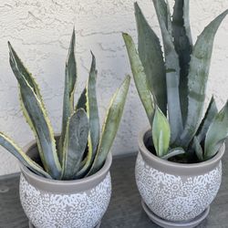 Ceramic Pots With Agave Plants 
