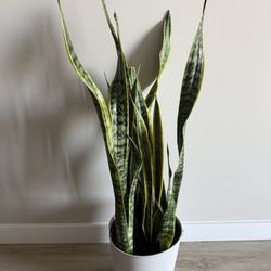 Tall Healthy Snake Plant in White Pot – Low-Maintenance & Stylish! 