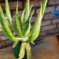 Aloe Vera Plant In One Gallon 