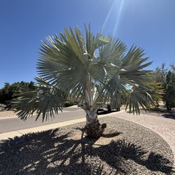 Bismarck Palm from Moon Valley nursery 