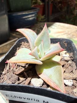 Echeveria Madiba 2” pups *growers choice*