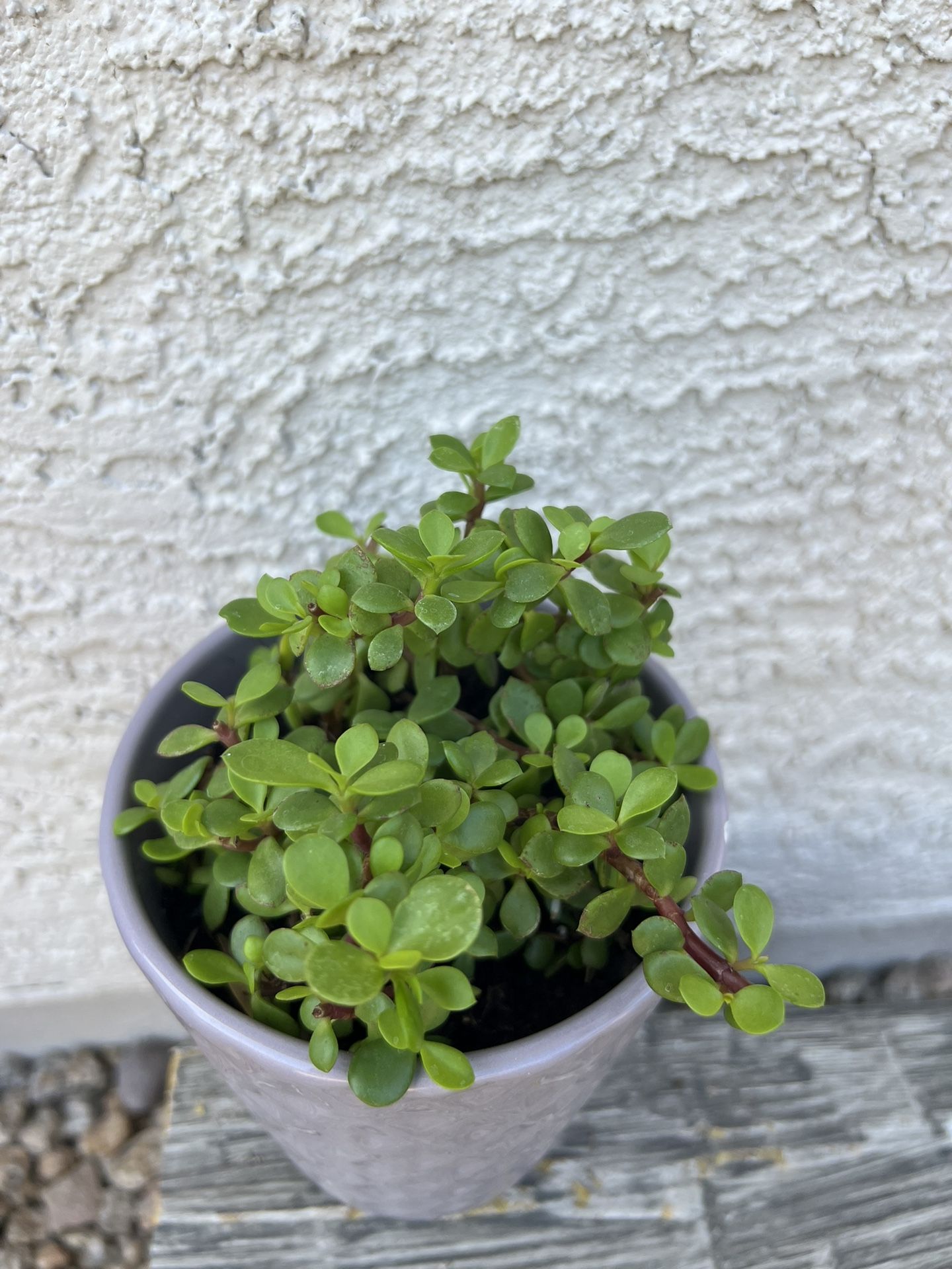 Succulent Plant