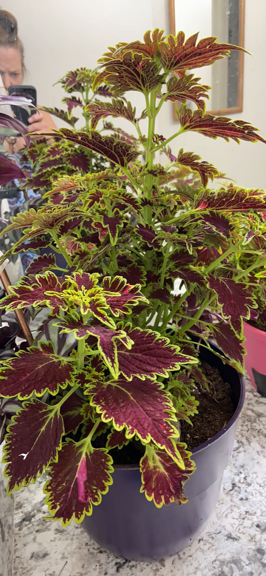 Coleus  Large.    Great Mother’s Day Gift 