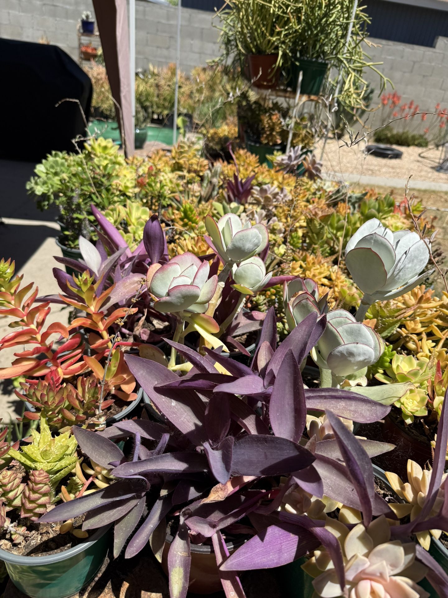 Different Kinds of Succulents