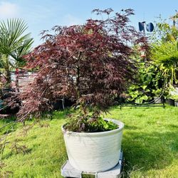 Beautiful Lace Leaf Maple 🍁 