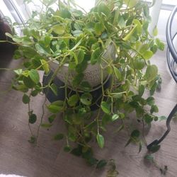 Peperomia Scandens Live Plant