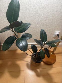 Rubber plant