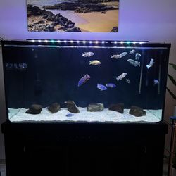 Fish Tank
