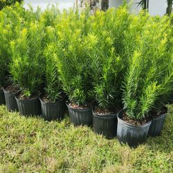 Beautiful Podocarpus Plants For Inmediate Privacy !!! About 3 Feet Tall !!! Fertilized 