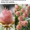 lidia