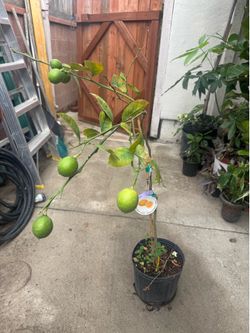 Improved Meyer Lemon 🍋 Tree fruitting