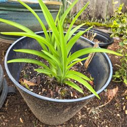 Day Lilies $15 Per Pot